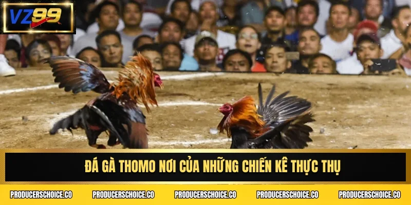 Đá gà thomo nơi của những chiến kê thực thụ